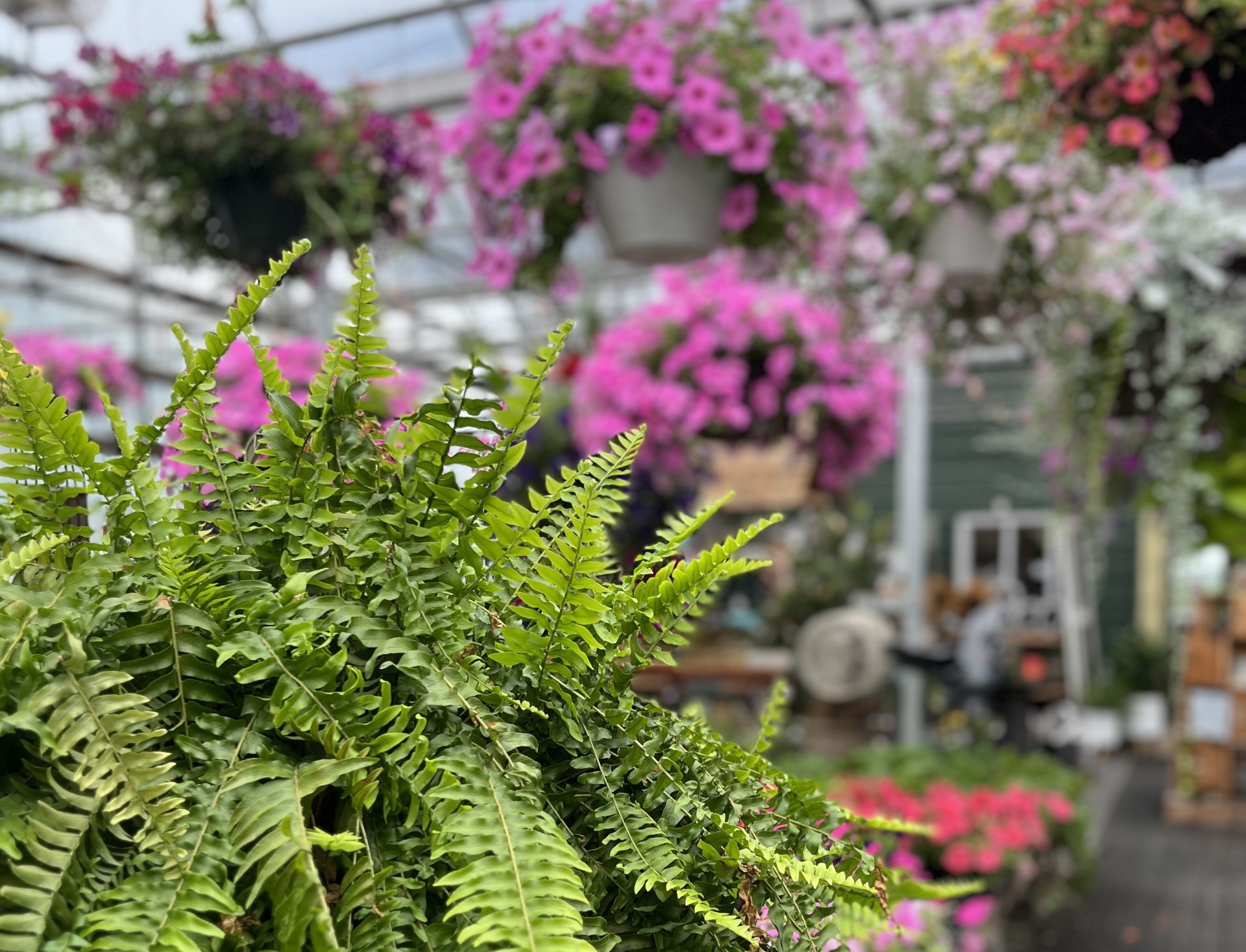 Purple greenhouse flower