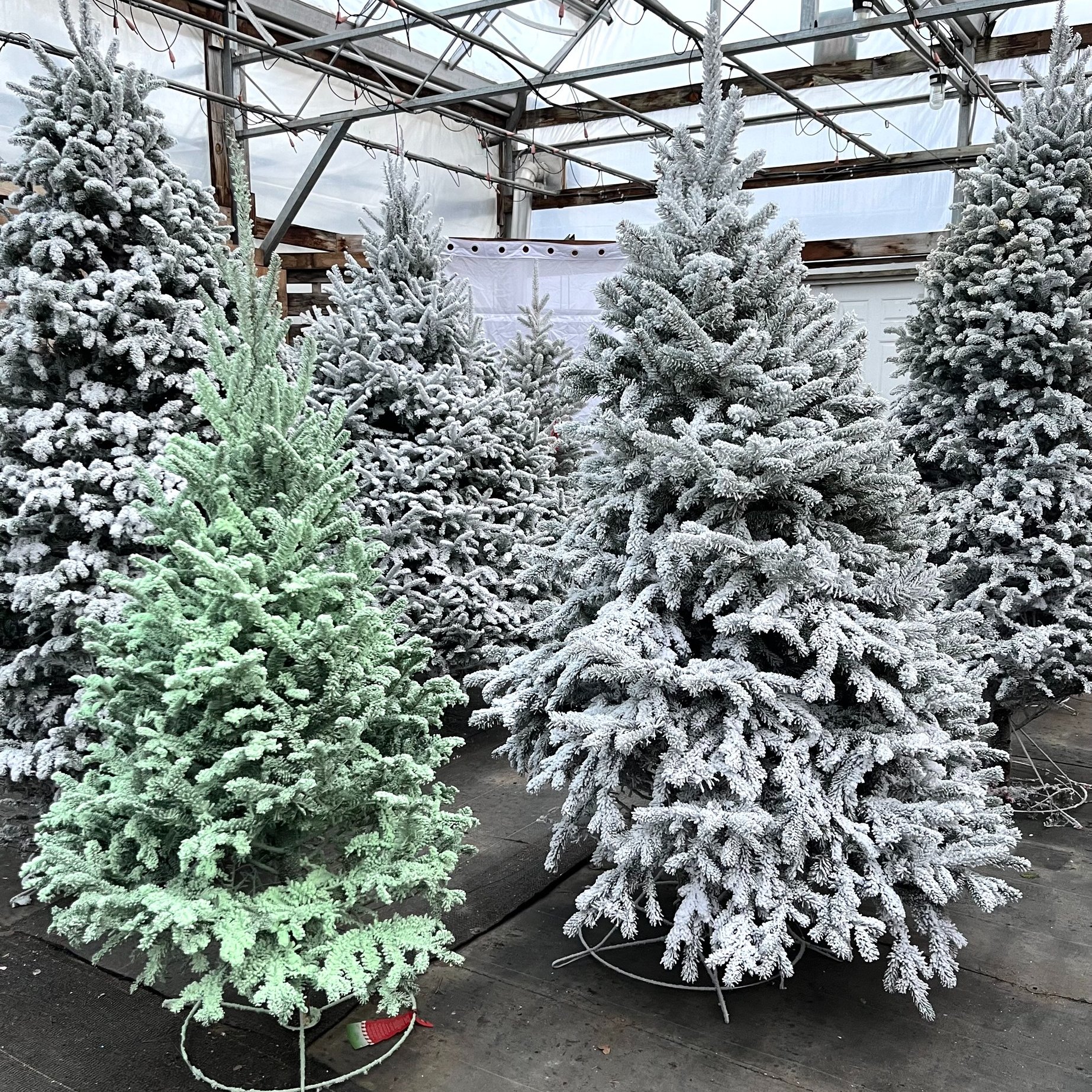 flocked christmas tree