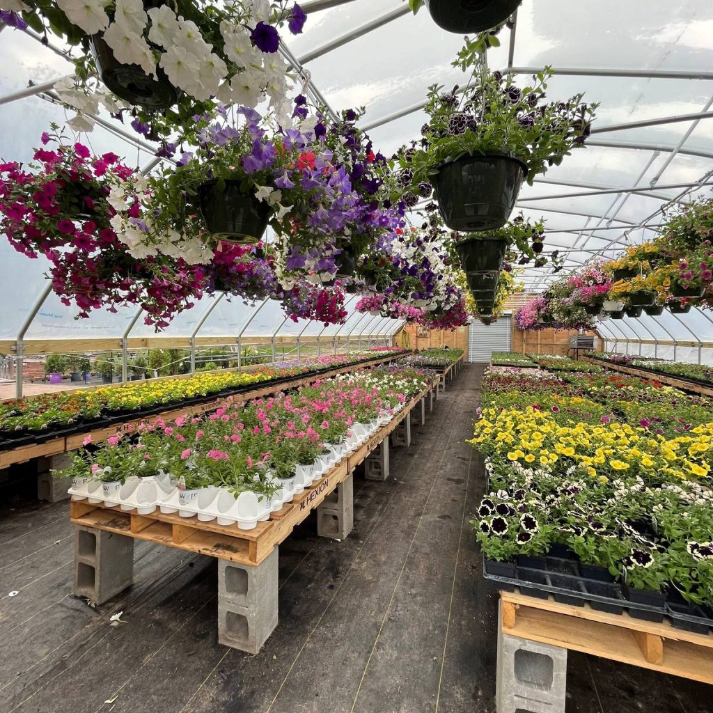 greenhouse flowers