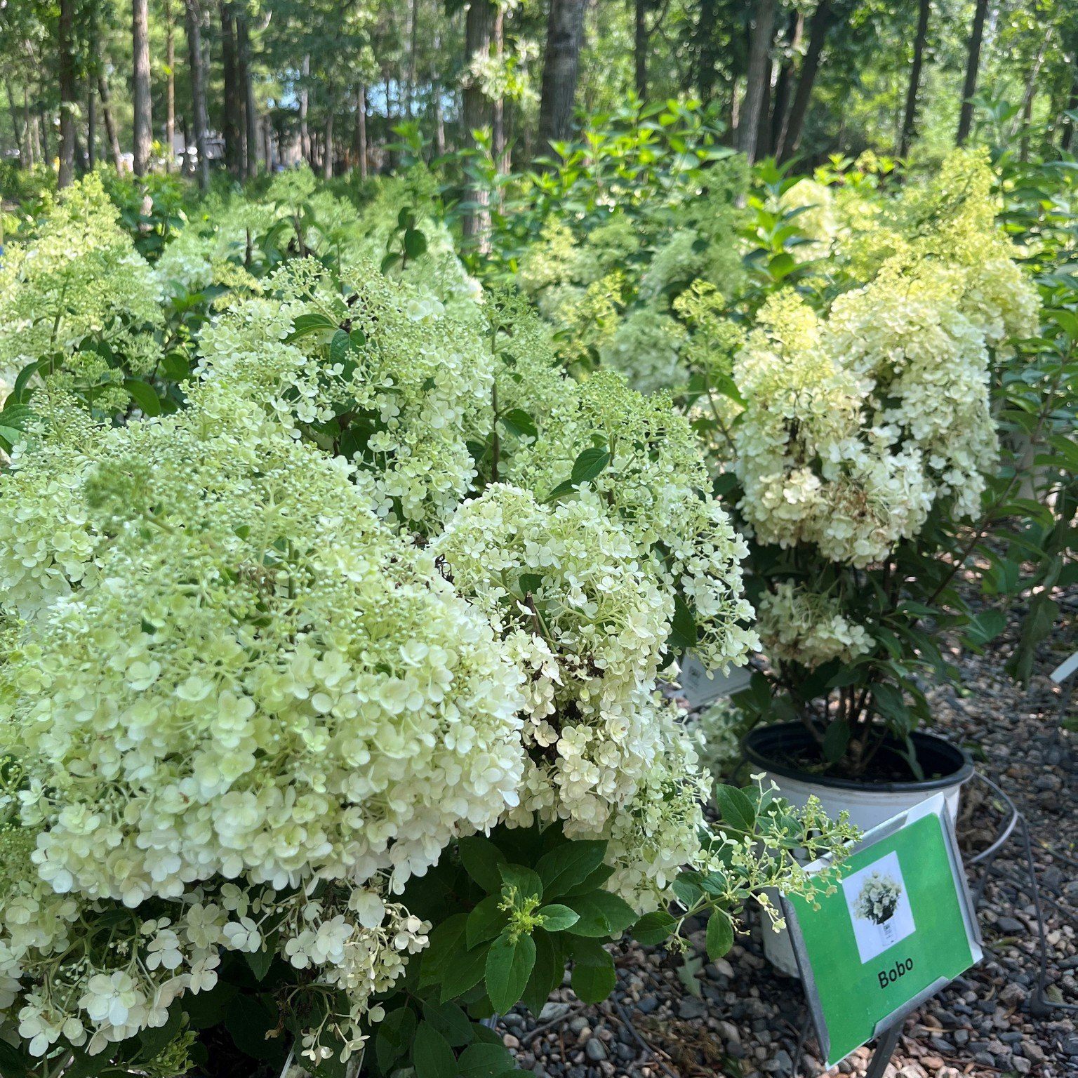Hydrangeas