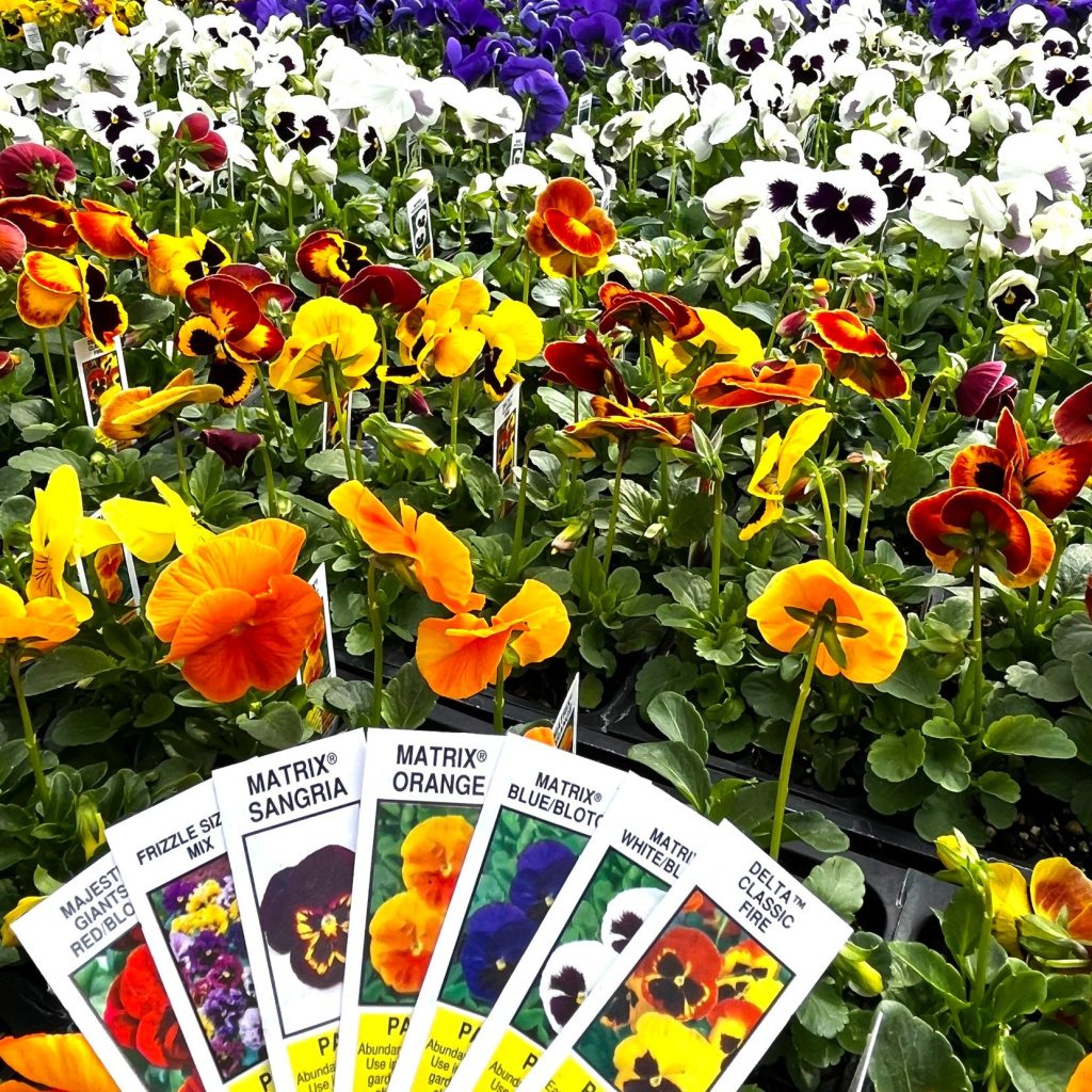 Inventory Pic 1024x1024