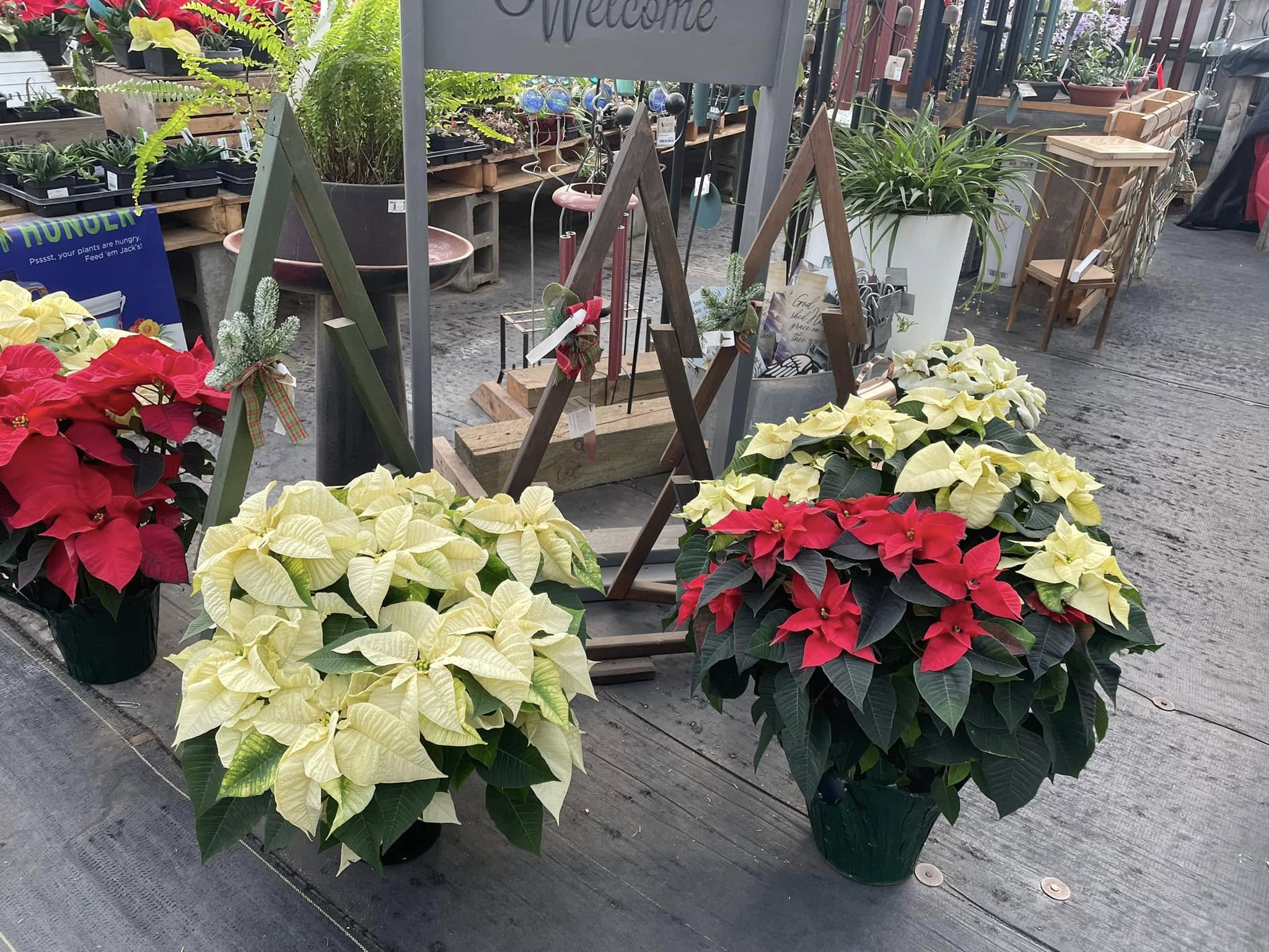 poinsettia